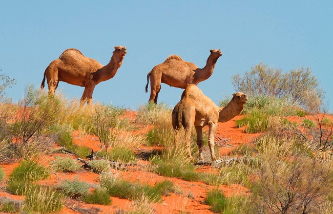 camels of Australia