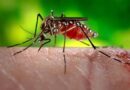 न्यूज़ लखनऊ:यूपी में मलेरिया के मरीज   घटे, जांच में हुआ इजाफा