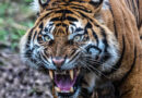 अंतर्राष्ट्रीय बाघ दिवस : इतिहास और महत्व